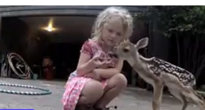 Animal orphelin est venu à l’enfant pour l’aider