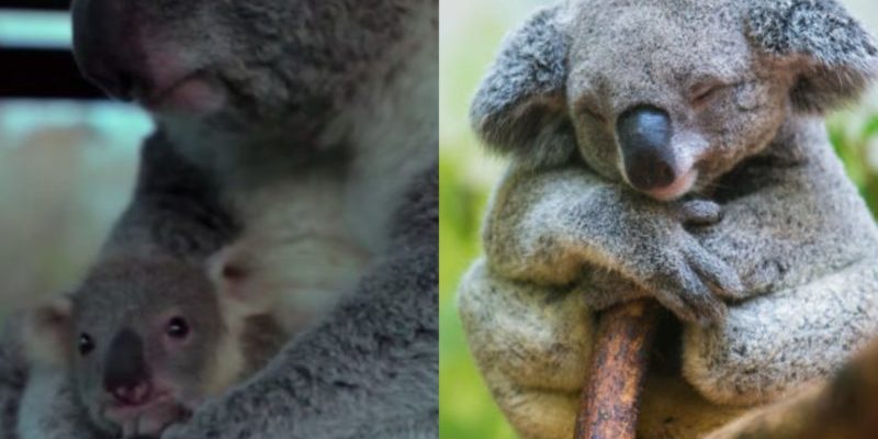 Le regard affectueux d’un adorable koala nouveau-né qui voit sa mère pour la première fois