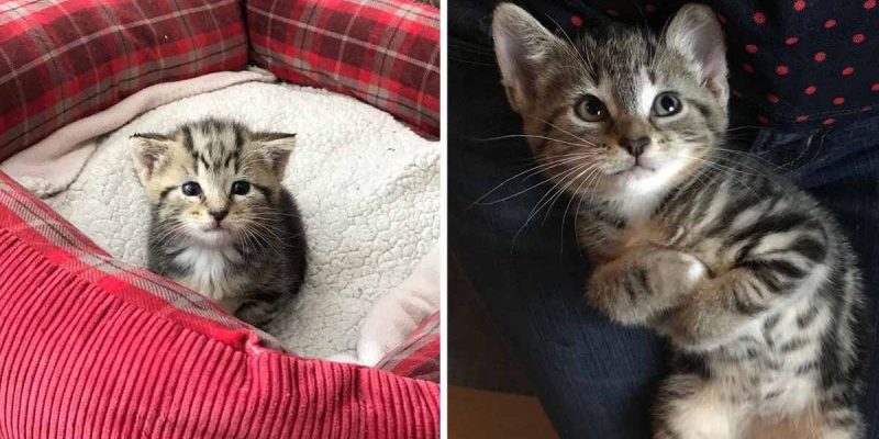 Un chaton sans abri a conquis le cœur de la famille qui l’a trouvée dans la rue