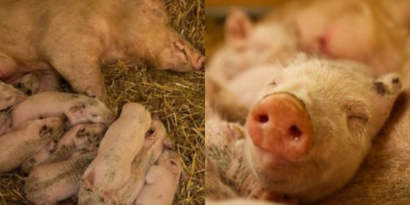Une cochonne enceinte fuit une ferme industrielle pour donner naissance à sa portée dans la forêt