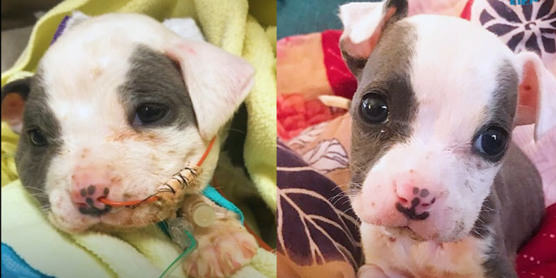 Un petit chiot sauvé d’un chantier de construction devient si beau