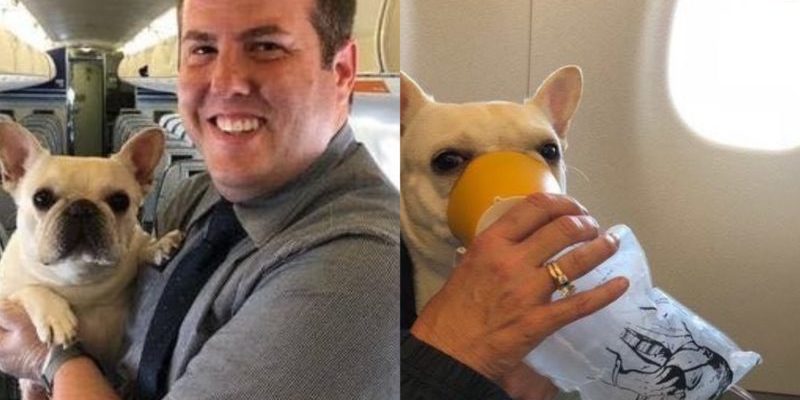 Le personnel de la compagnie aérienne a sauvé la vie d’un petit chien pendant un vol