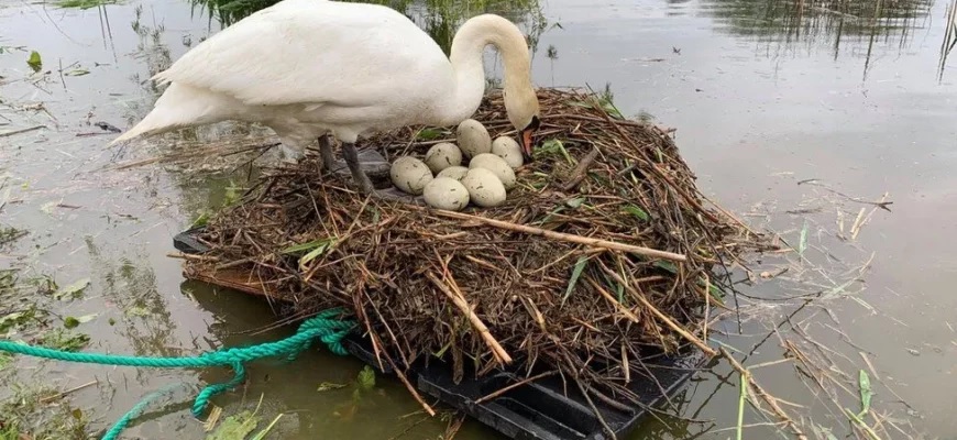 Un homme construit un radeau pour sauver des œufs de cygne et l’aider à devenir mère