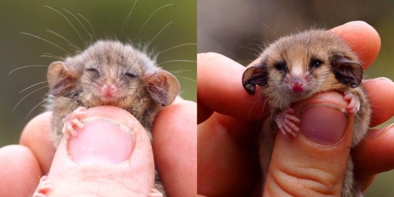 L’opossum pygmée a été retrouvé après avoir été décimé par des incendies de forêt