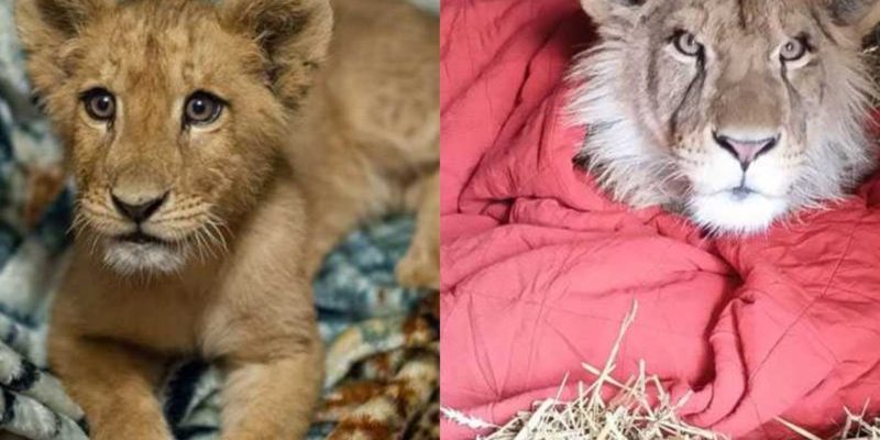 Ce lion sauvé ne peut pas dormir sans sa couverture préférée, même maintenant qu’il est adulte