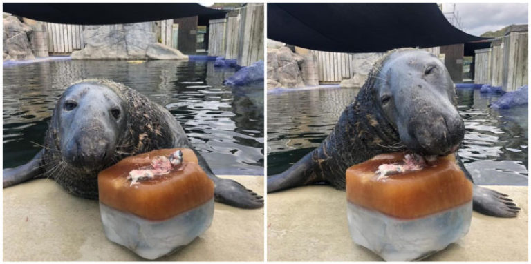 Cet phoque, à l’occasion de son 31e anniversaire, a été surpris par son gâteau d’anniversaire