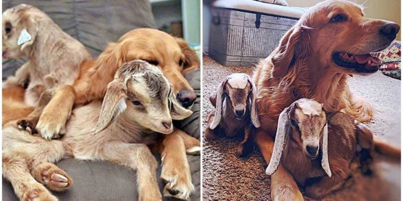 Le chien passe tellement de temps à s’occuper de bébés chèvres qu’ils pensent qu’elle est leur mère