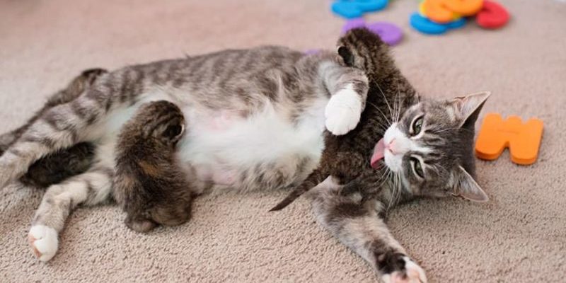 Ce chat adopte des abandonnés qui avaient besoin d’une nouvelle maman