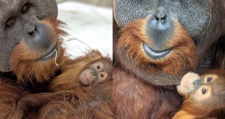 Après le décès de la mère, papa orang-outan prend soin de son bébé
