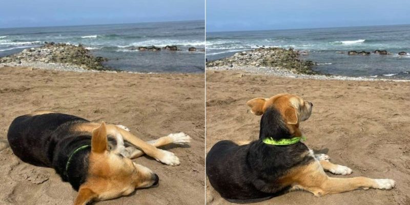 Le chien fidèle regardait constamment l’océan comme s’il attendait son propriétaire décédé