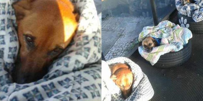 Les employés de la gare routière ont donné aux chiens errants un endroit où dormir et ils ont installé des lits pour eux