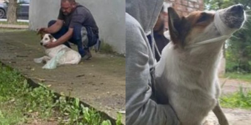L’homme aide le chien écrasé avant l’arrivée des sauveteurs