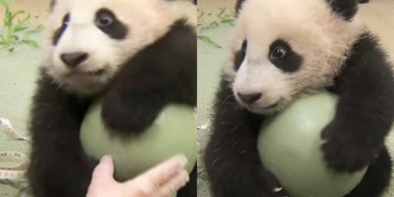 Ce joli panda ne lâche pas la balle et se fâche contre le personnel