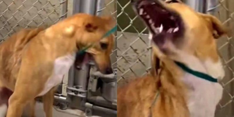 Un chien agressif aux os cassés tressaille sous le contact humain et a peur des colliers