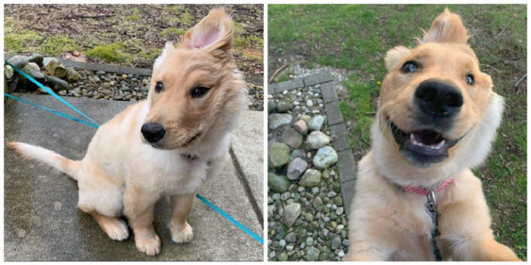 Avec ses oreilles tombantes et son allure unique, ce chien a fait sensation sur Internet