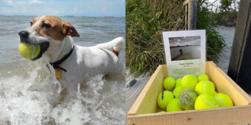 Stand de balles de tennis gratuit sur la plage en l’honneur d’un chien récemment décédé