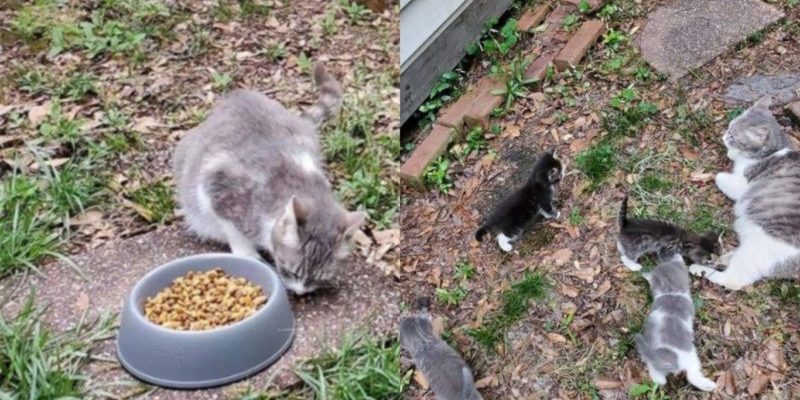 Une chatte errante amène ses petits à la rencontre de la femme qui l’a nourrie
