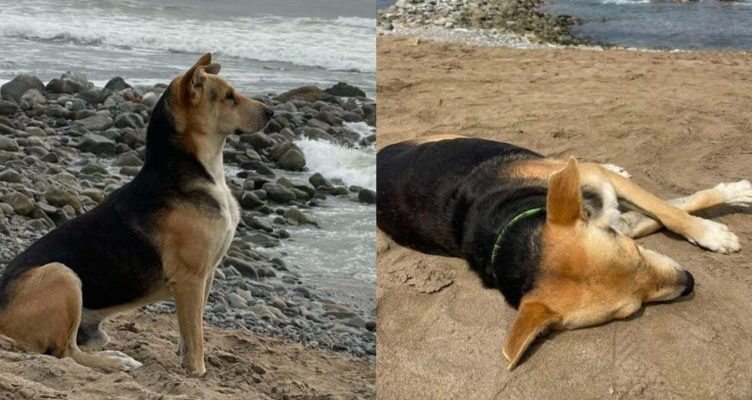 Le chien fidèle continue de regarder la mer, attendant son maître pêcheur après sa mort