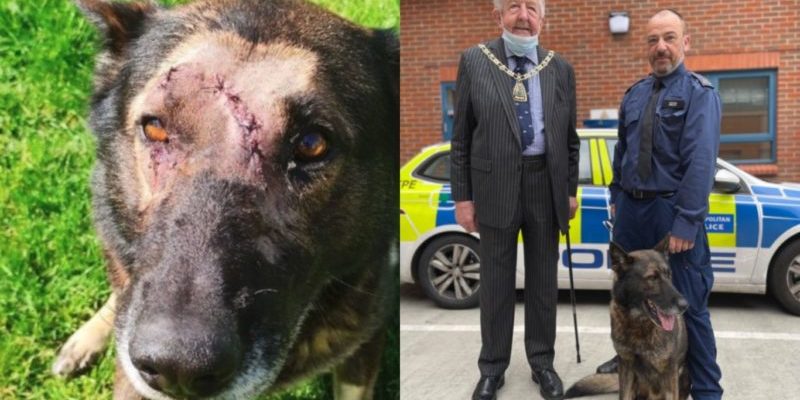 Un chien policier poignardé cinq fois est salué comme un héros lorsqu’il reprend ses fonctions après avoir récupéré