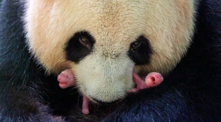 Une mère panda moelleuse donne naissance à des jumeaux rose vif et potelés en bonne santé
