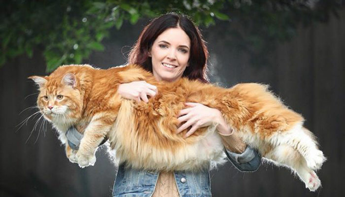 Un couple a été surpris lorsqu’ils ont acheté un petit chaton, et il est devenu le plus gros chat du monde