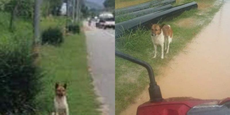 Un chien fidèle attendait son maître qui l’avait laissé sur le bord de la route