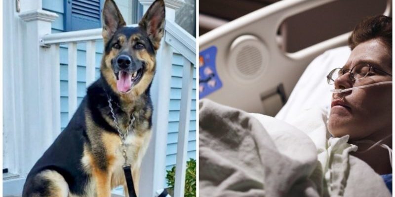 Un chien de refuge indésirable a héroïquement sauvé son nouveau propriétaire de la mort