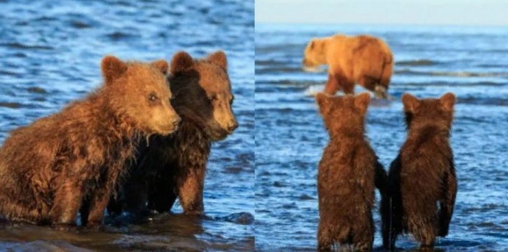 Moment adorable : les petits oursons se tiennent la main pendant que leur mère chasse le poisson