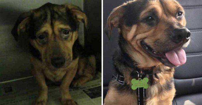 Le chien le plus triste a finalement été adopté par un couple