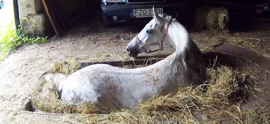 Le fermier a demandé son cheval de ne pas mourir, mais elle roule des yeux en arrière