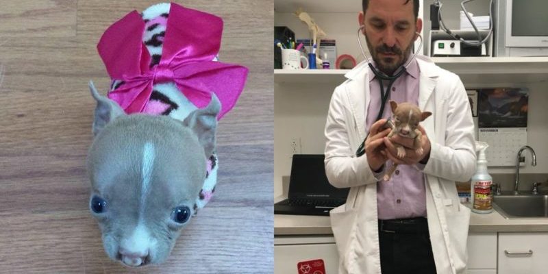 Une mère adoptive refuse d’euthanasier son petit pit-bull après sa naissance un peu différente